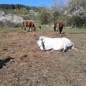 Foto (10)